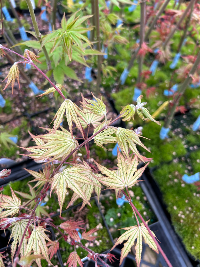 Acer palmatum 'Ariadne' Japanese Maple
