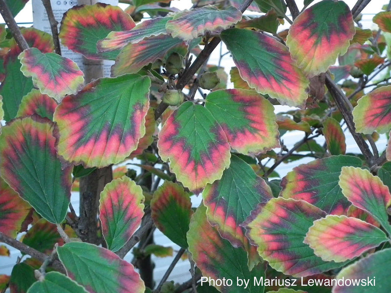 Hamamelis x intermedia 'Arnold's Promise' Golden Witch Hazel