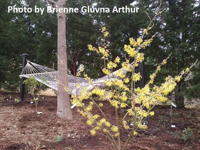 Hamamelis x intermedia 'Arnold's Promise' Golden Witch Hazel