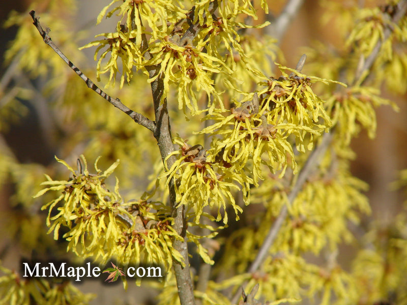 Hamamelis x intermedia 'Arnold's Promise' Golden Witch Hazel