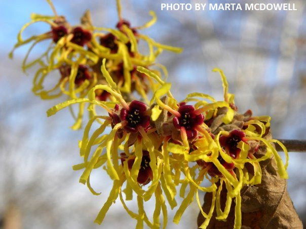 Hamamelis x intermedia 'Arnold's Promise' Golden Witch Hazel