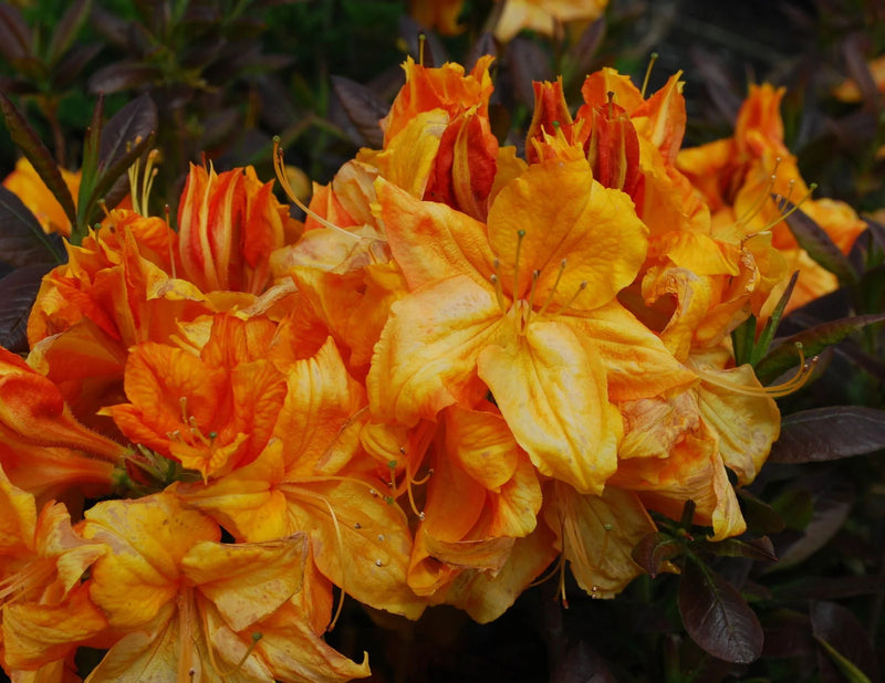 Azalea 'Klondyke' Golden Yellow Flowers Deciduous Azalea