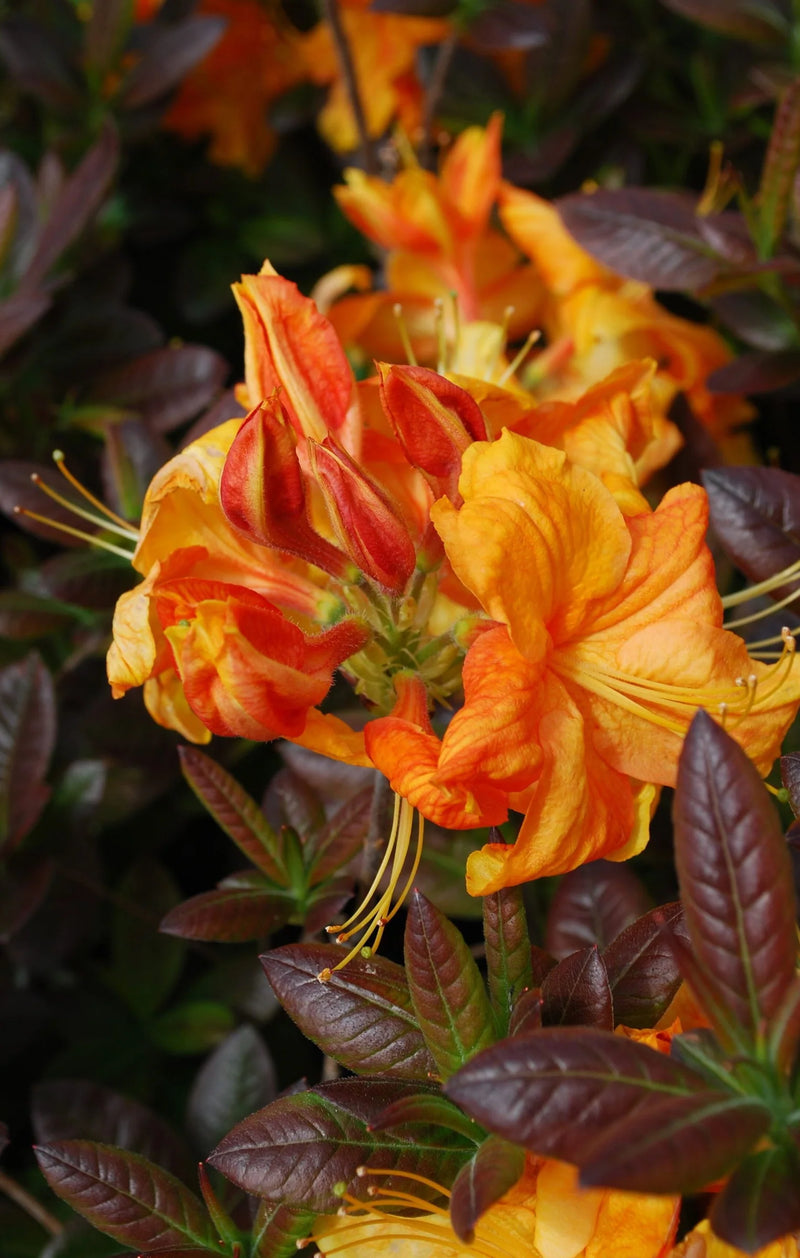 Azalea 'Klondyke' Golden Yellow Flowers Deciduous Azalea