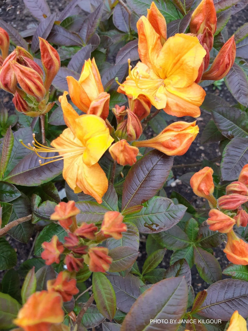 Azalea 'Klondyke' Golden Yellow Flowers Deciduous Azalea