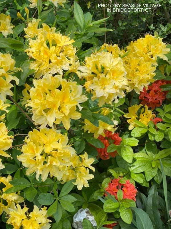 Azalea 'Lemon Lights' Yellow Flowering Deciduous Azalea