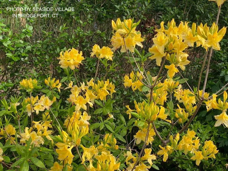 Azalea 'Lemon Lights' Yellow Flowering Deciduous Azalea