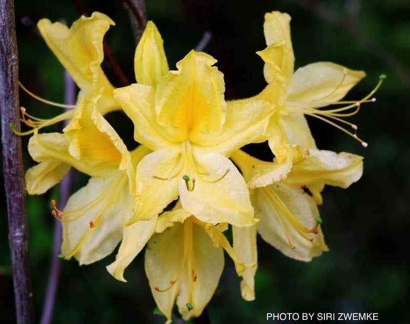 Azalea 'Lemon Lights' Yellow Flowering Deciduous Azalea