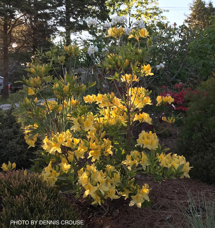 Azalea 'Lemon Lights' Yellow Flowering Deciduous Azalea