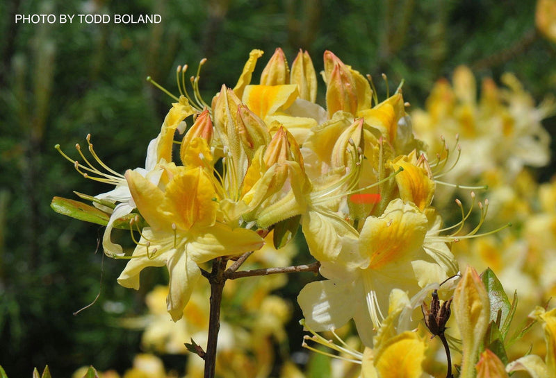 Azalea 'Lemon Lights' Yellow Flowering Deciduous Azalea