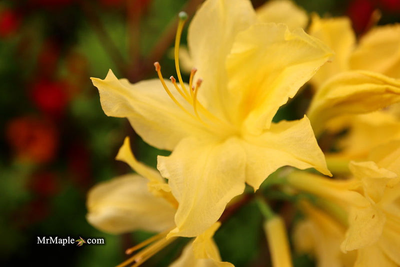 Azalea 'Lemon Lights' Yellow Flowering Deciduous Azalea
