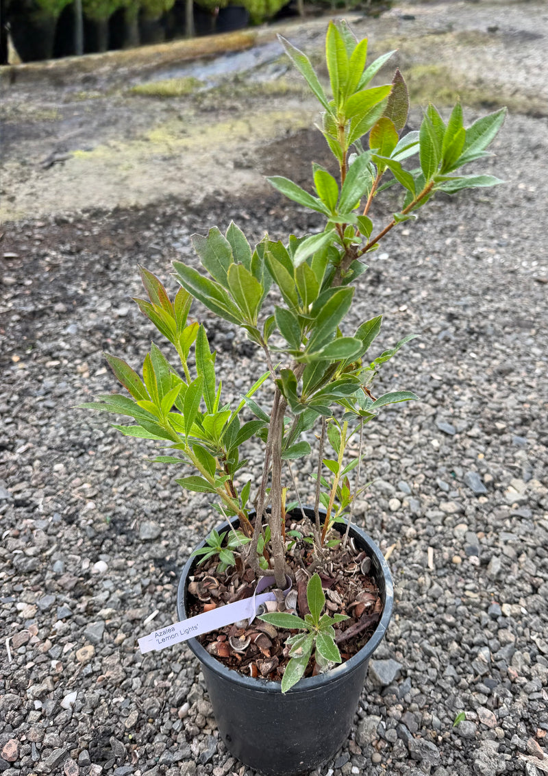 Azalea 'Lemon Lights' Yellow Flowering Deciduous Azalea