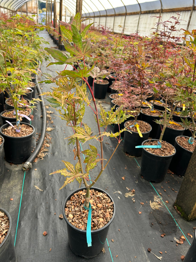 Acer palmatum 'Aka shigitatsu sawa' Japanese Maple