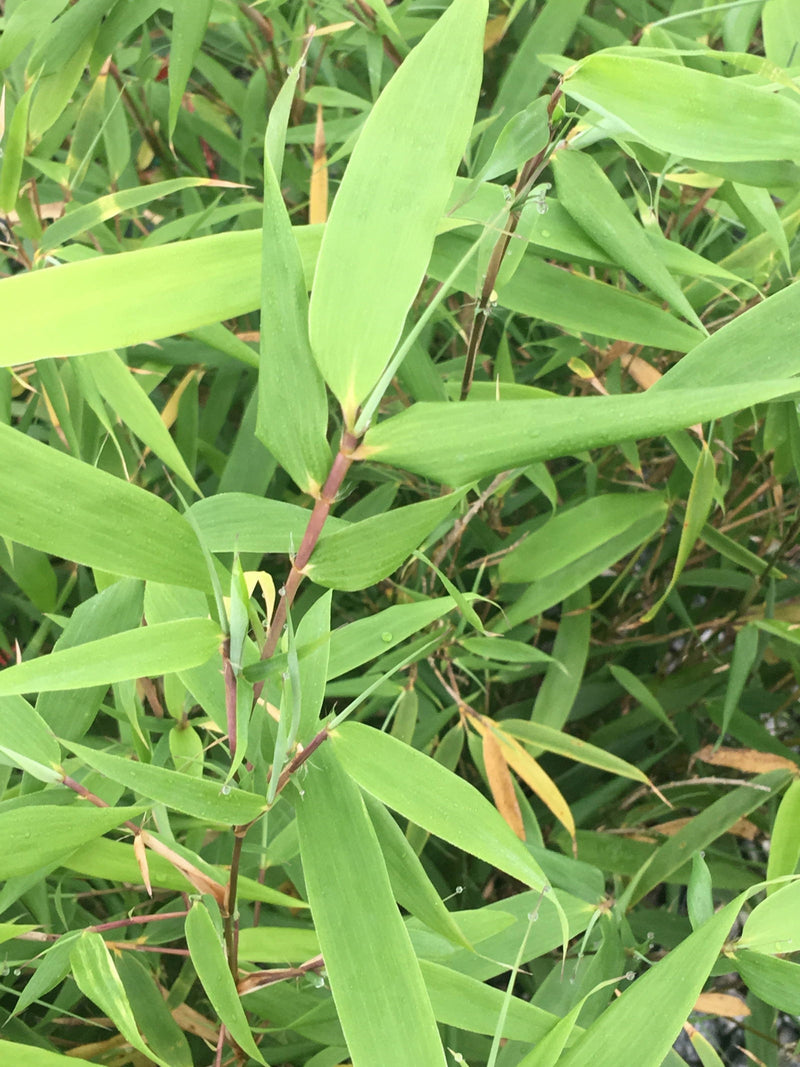 Fargesia dracocephala 'Rufa' Dragon Head Clumping Bamboo