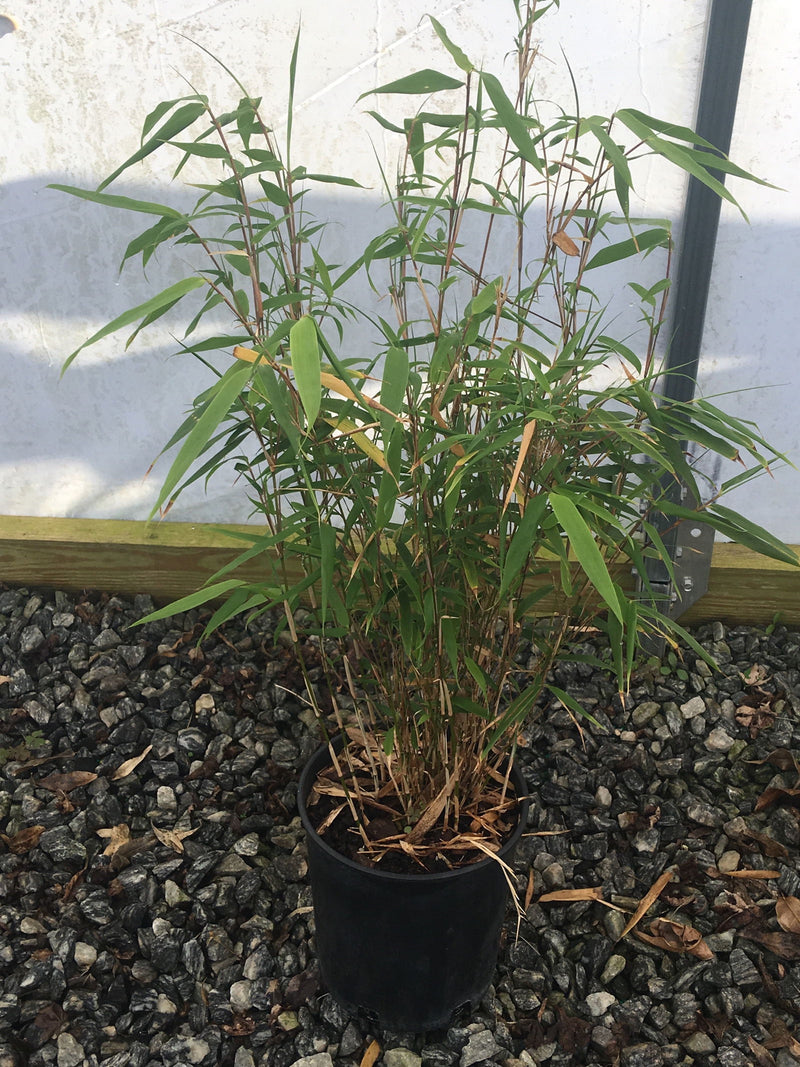 Fargesia dracocephala 'Rufa' Dragon Head Clumping Bamboo
