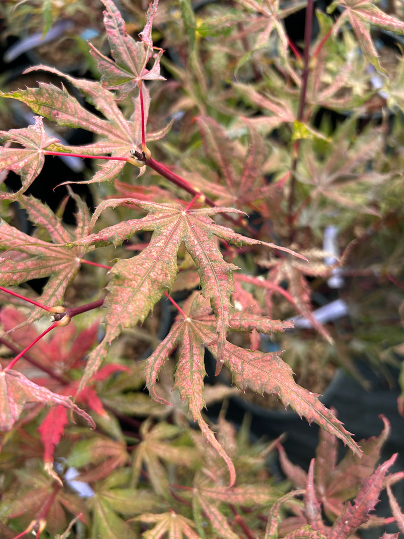 Acer palmatum 'Olsen's Frosted Strawberry' Japanese Maple
