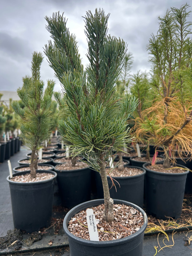 Pinus parviflora 'Blue Lou' Dwarf Japanese White Pine