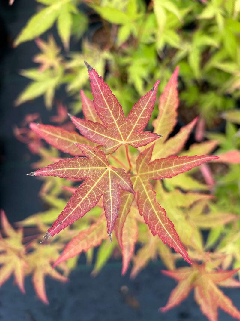 Acer oliverianum 'Hot Blonde' Golden Japanese Maple