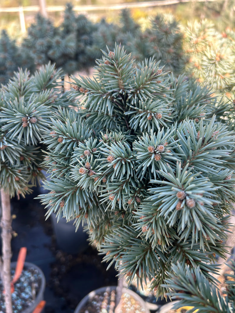 Picea pungens 'Blue Pearl' Miniature Colorado Blue Spruce