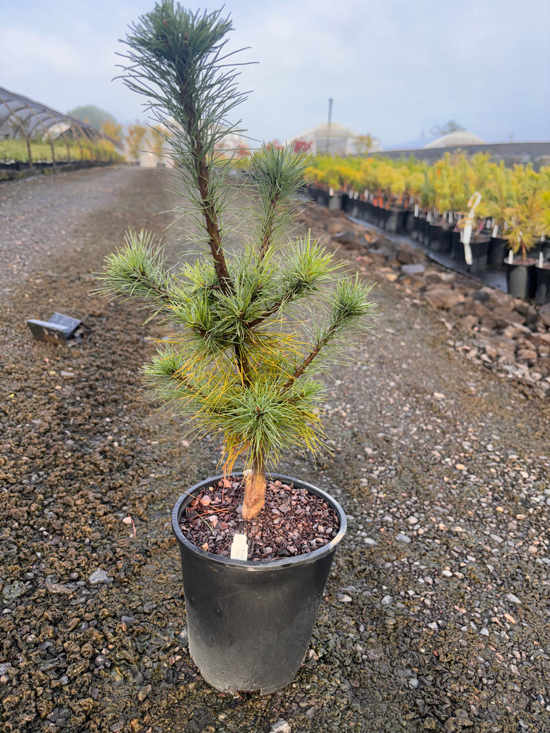 Pinus strobus 'Diggy' Dwarf Eastern White Pine