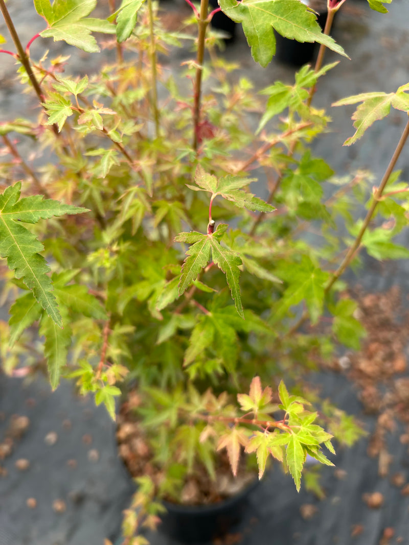 Acer palmatum 'Saiho' Dwarf Japanese Maple