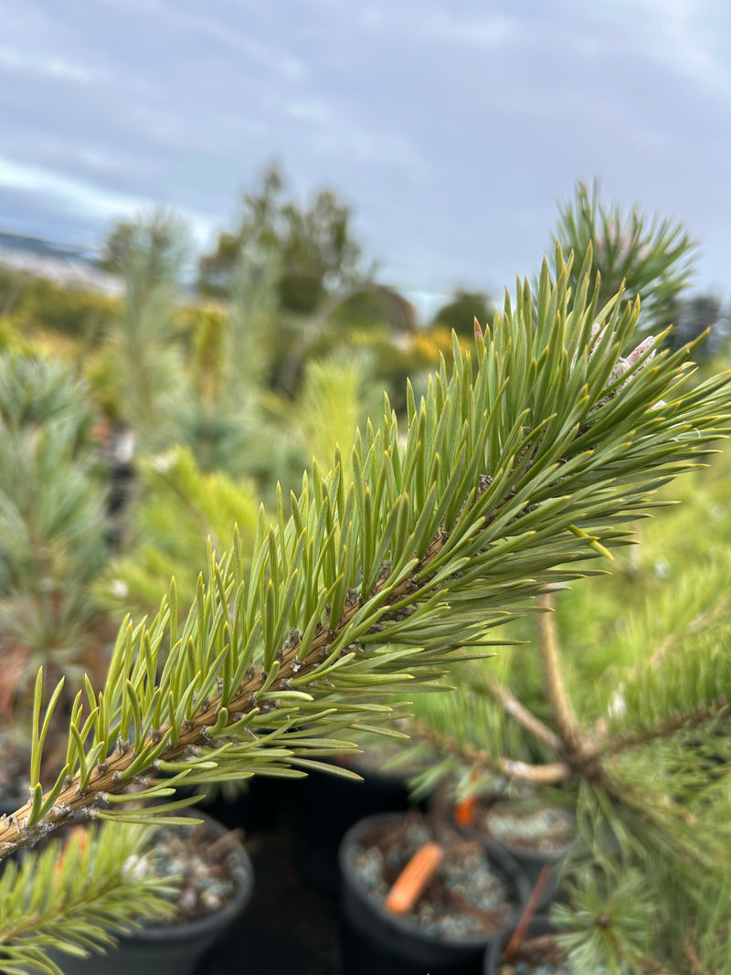 Pinus sylvestris 'Duple's Bar Harbor' Dwarf Scots Pine