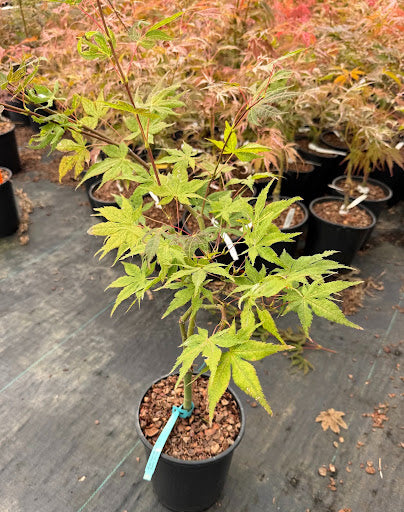 Acer palmatum 'Baby Ghost' Japanese Maple