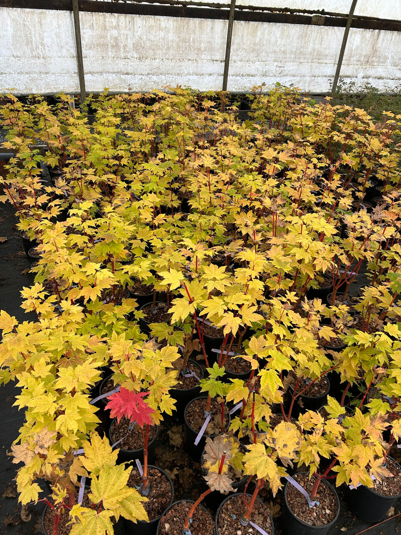 Acer circinatum 'Pacific Fire' Coral Bark Japanese Maple