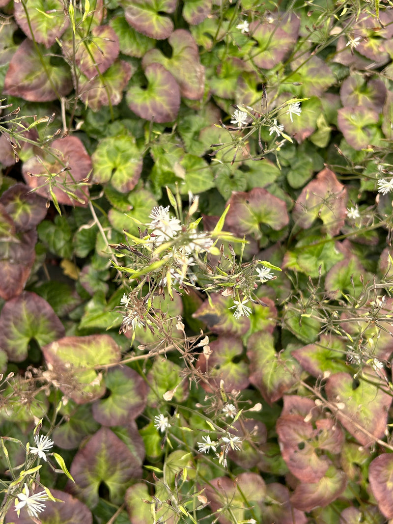Beesia deltophylla
