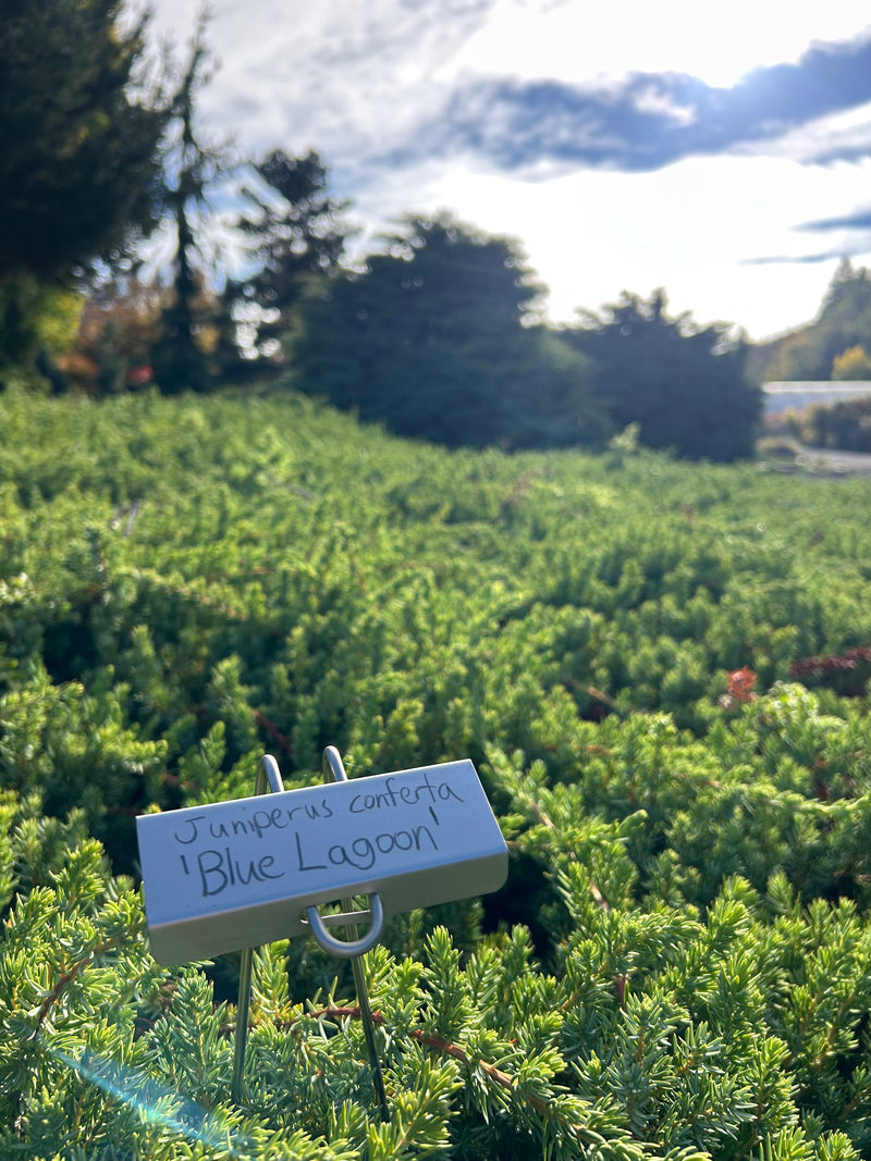 Juniperus conferta 'Blue Lagoon' Shore Juniper