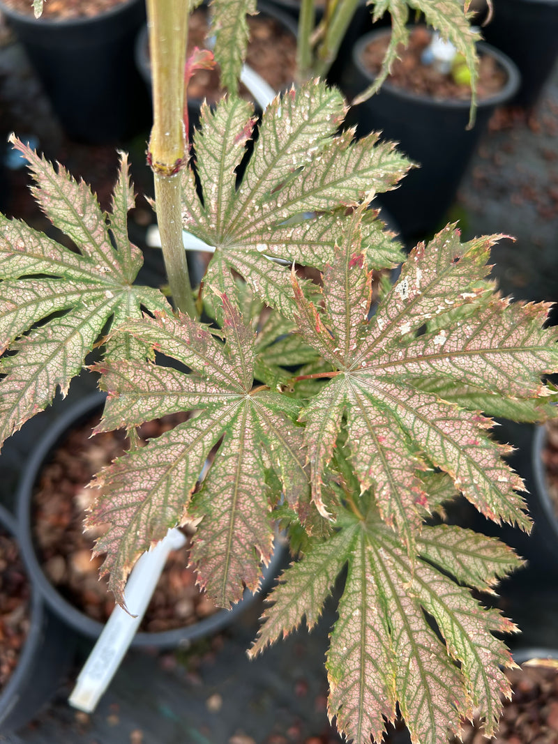 Acer palmatum 'Ariadne' Japanese Maple