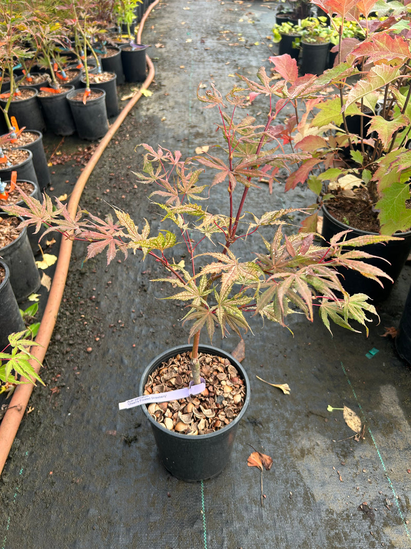 Acer palmatum 'Olsen's Frosted Strawberry' Japanese Maple