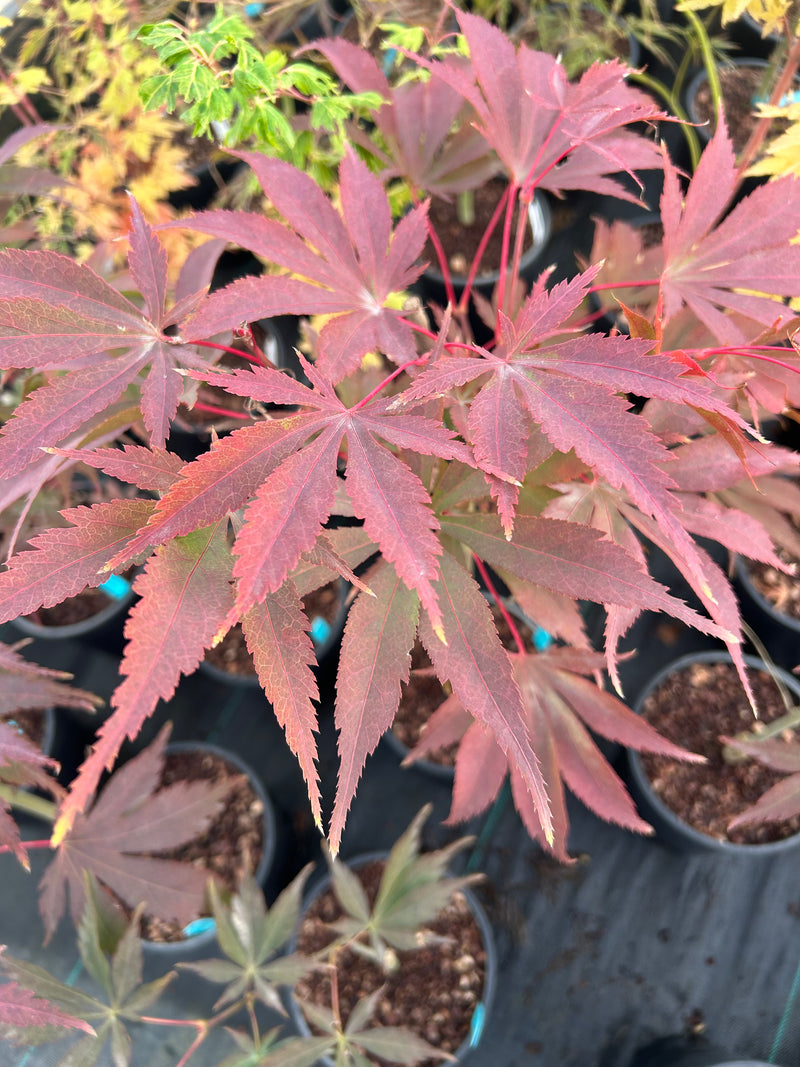 Acer palmatum 'Wakehurst Pink' Japanese Maple