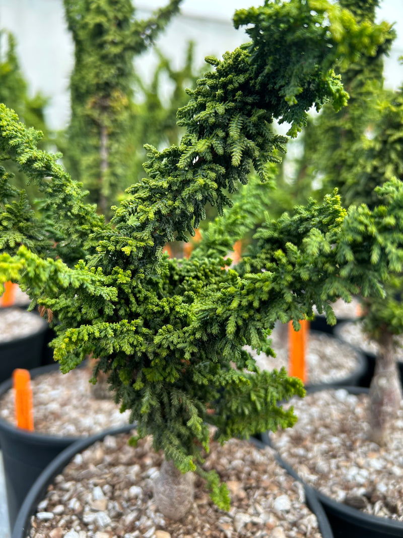 Chamaecyparis obtusa 'Chirimen' Hinoki Cypress