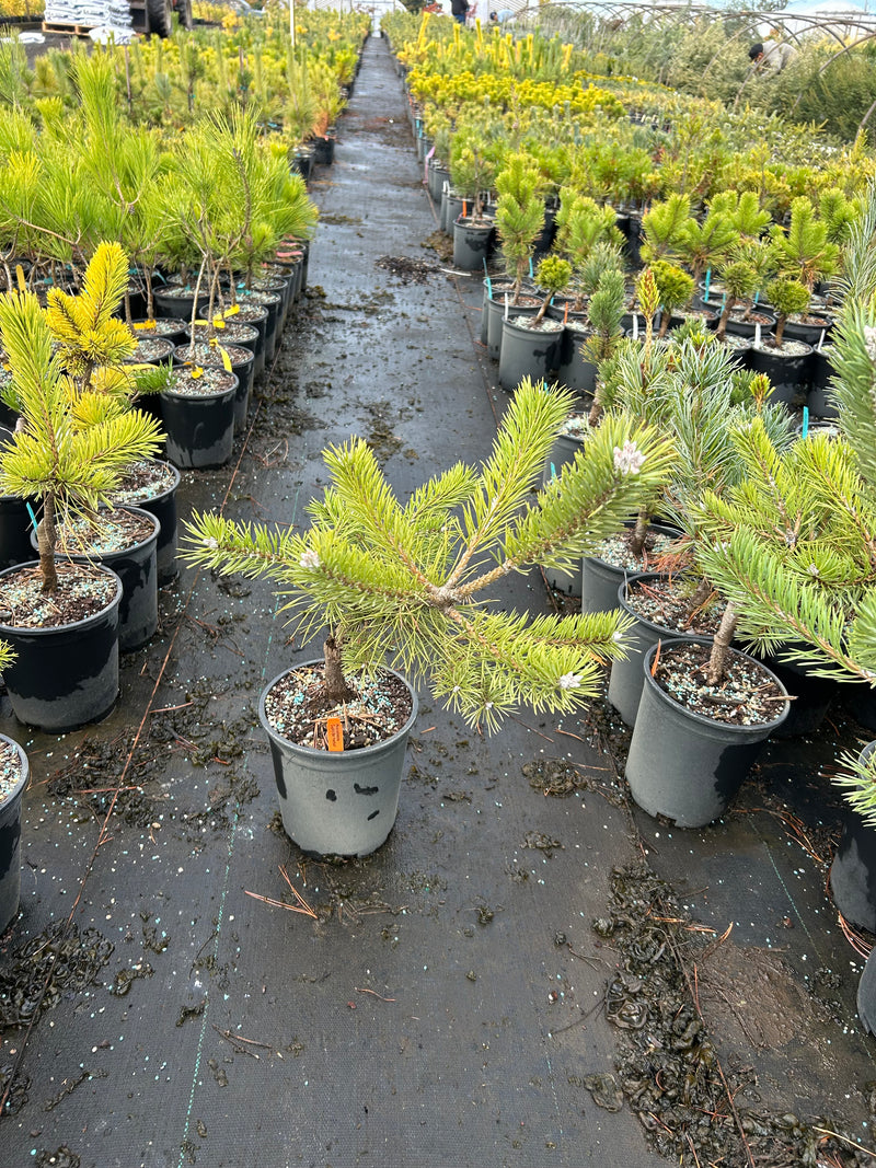 Pinus sylvestris 'Duple's Bar Harbor' Dwarf Scots Pine