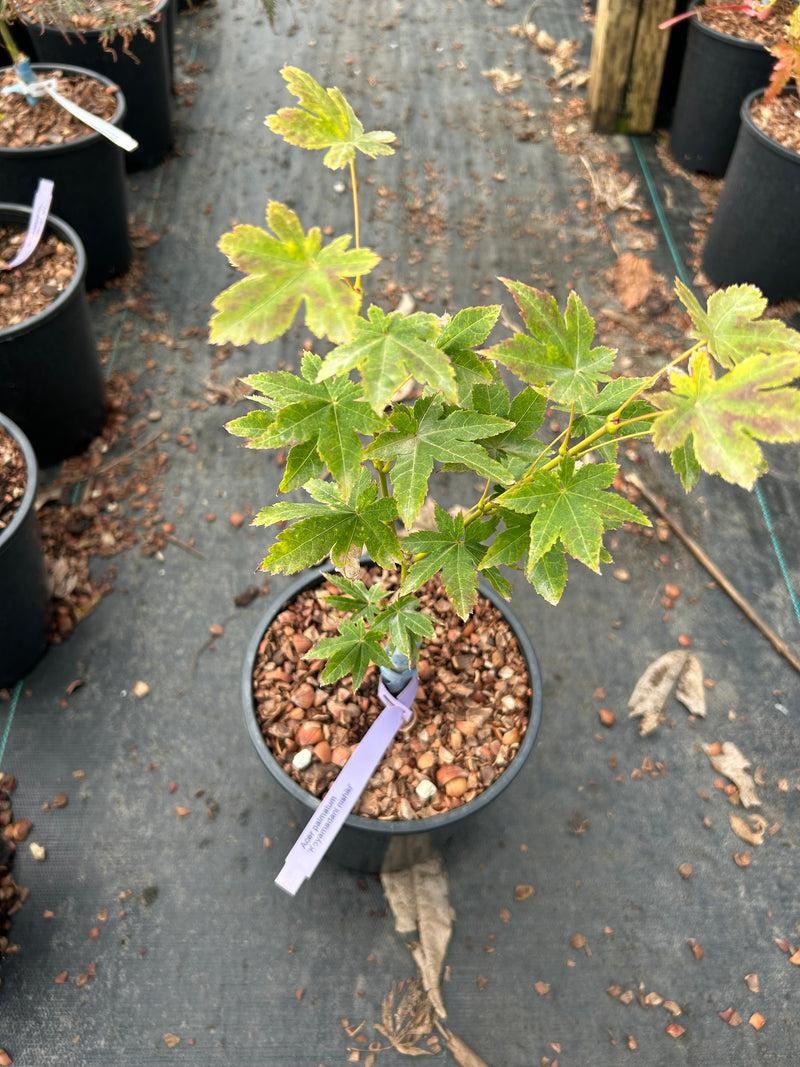 Acer palmatum 'Koyamadani nishiki' Japanese Maple
