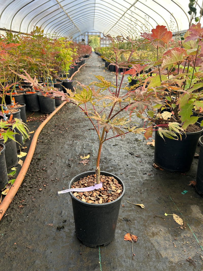 Acer palmatum 'Olsen's Frosted Strawberry' Japanese Maple