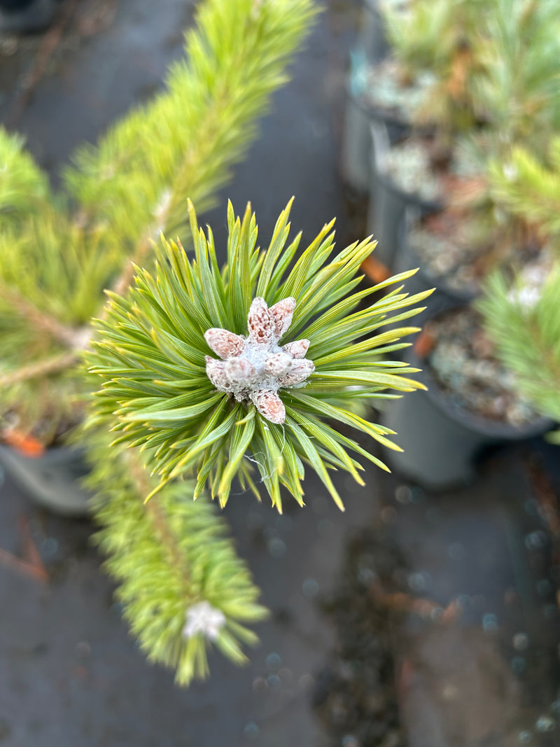 Pinus sylvestris 'Duple's Bar Harbor' Dwarf Scots Pine