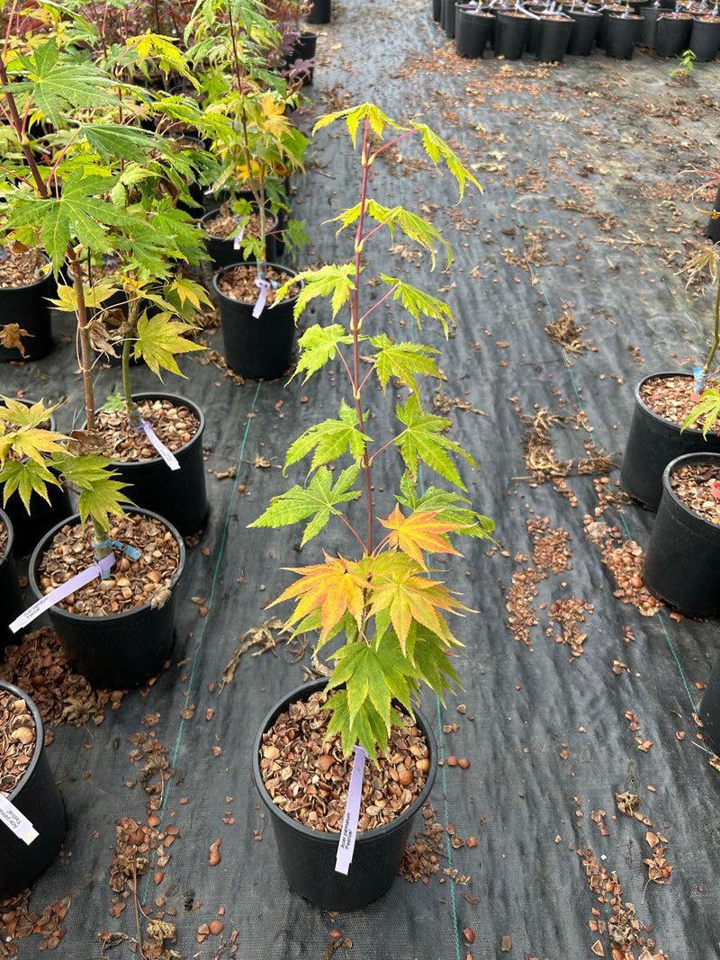 Acer palmatum 'Festival' Japanese Maple
