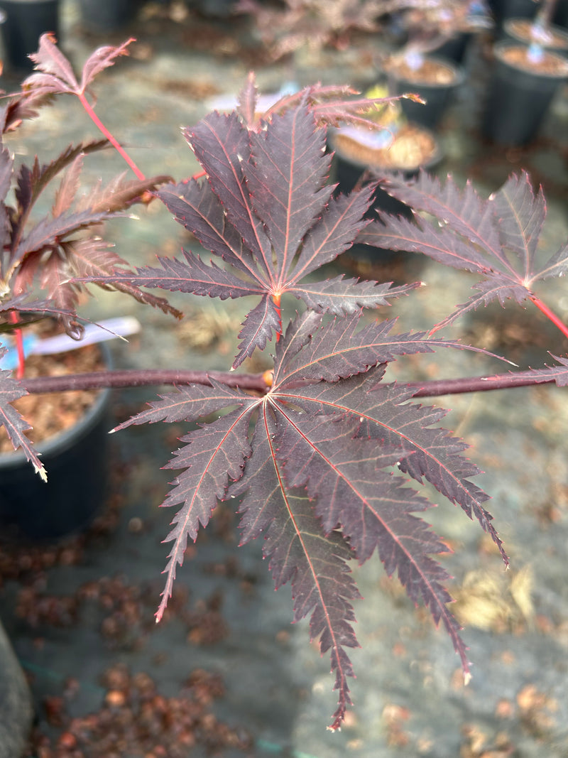Acer palmatum 'Black Lace' Japanese Maple