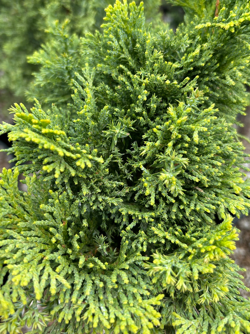 Chamaecyparis obtusa 'Gimborn's Beauty' Hinoki Cypress