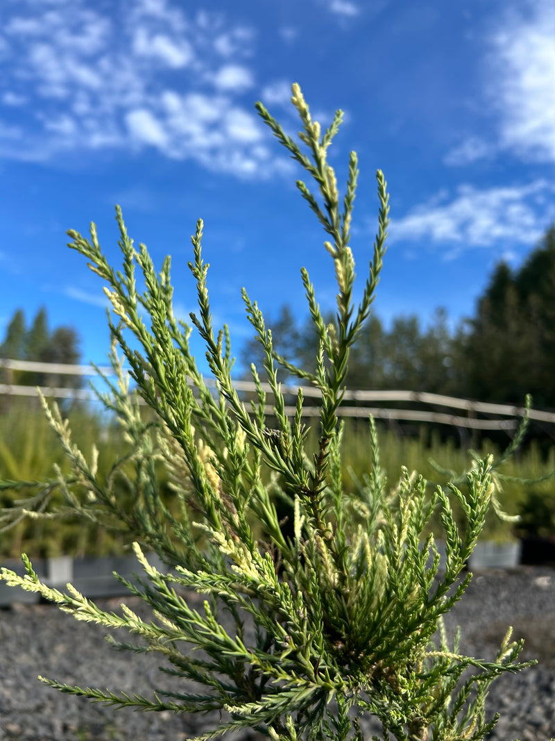 Sequoiadendron giganteum 'French Beauty'  Variegated Giant Redwood
