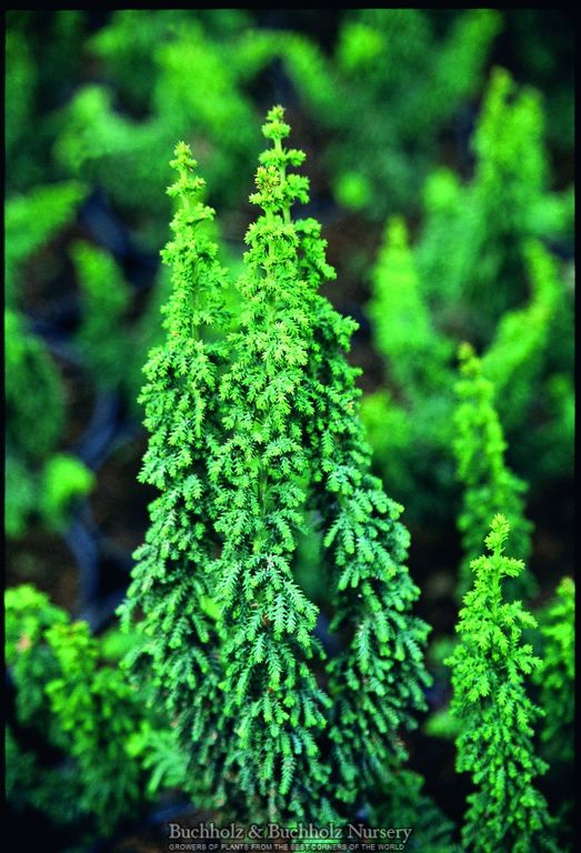 Chamaecyparis obtusa 'Chirimen' Dwarf Hinoki Cypress