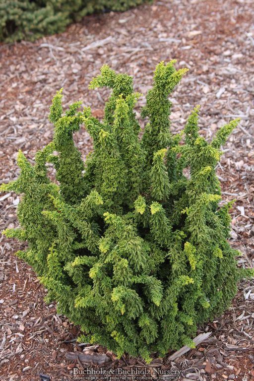 Chamaecyparis obtusa 'Chirimen' Dwarf Hinoki Cypress