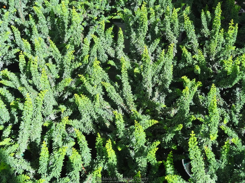 Chamaecyparis obtusa 'Chirimen' Dwarf Hinoki Cypress