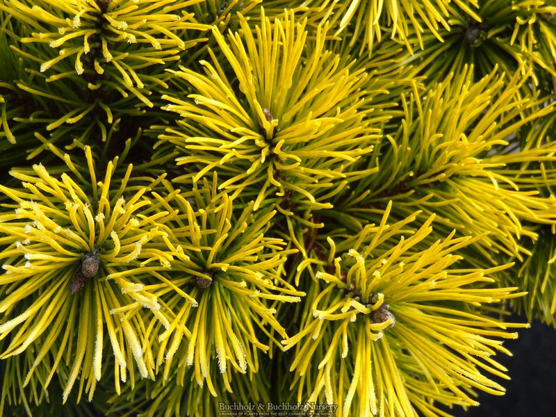Pinus mugo 'Carstens’ Wintergold Dwarf Mountain Pine Tree