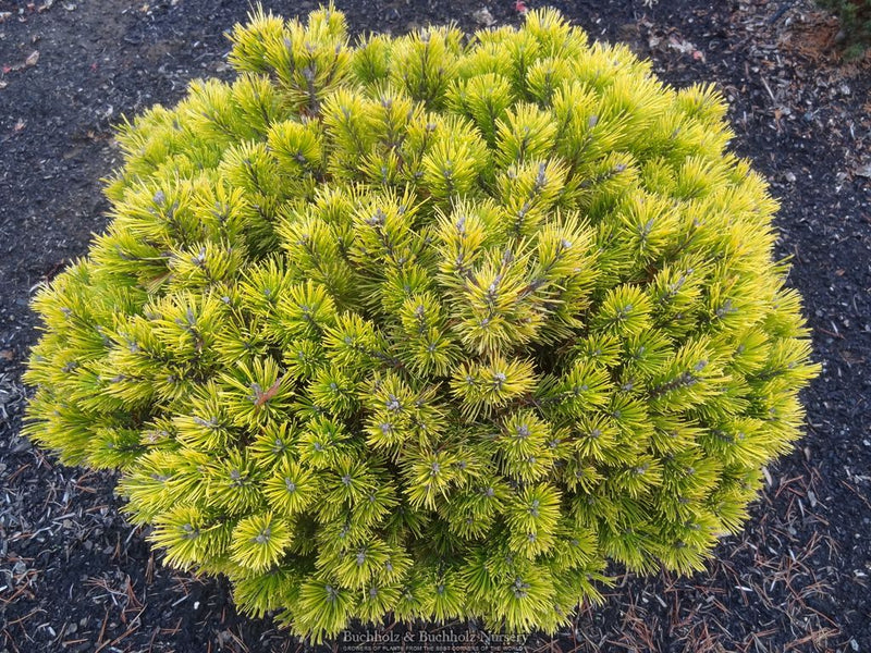 Pinus mugo 'Carstens’ Wintergold Dwarf Mountain Pine Tree