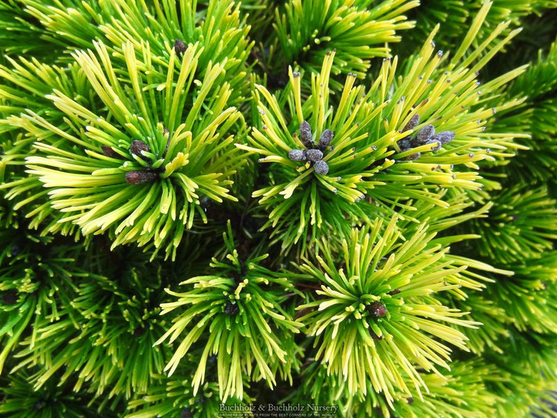 Pinus mugo 'Carstens’ Wintergold Dwarf Mountain Pine Tree