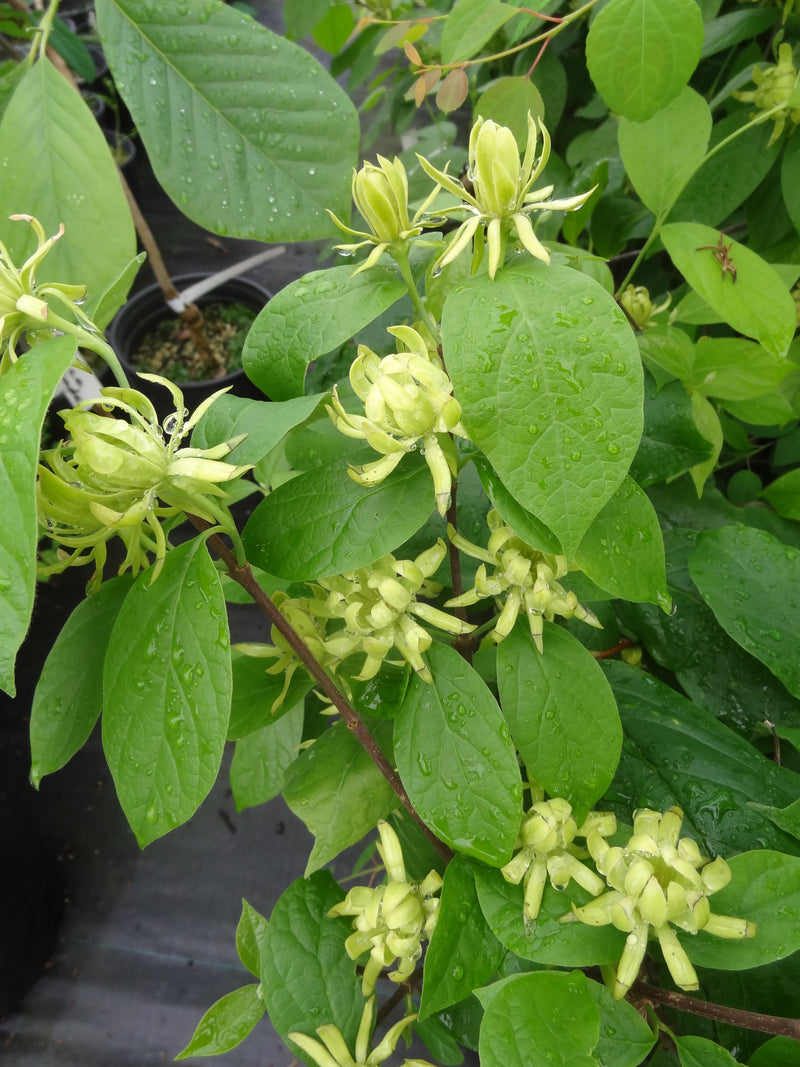 Calycanthus floridus 'Athens' Sweet shrub