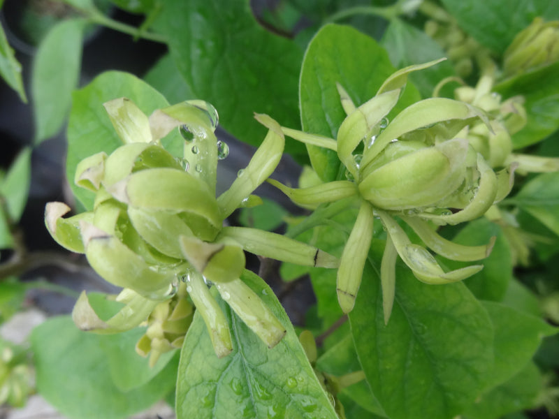 Calycanthus floridus 'Athens' Sweet shrub