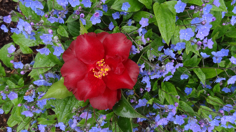 Camellia japonica 'Black Magic' Red Flowering Camellia